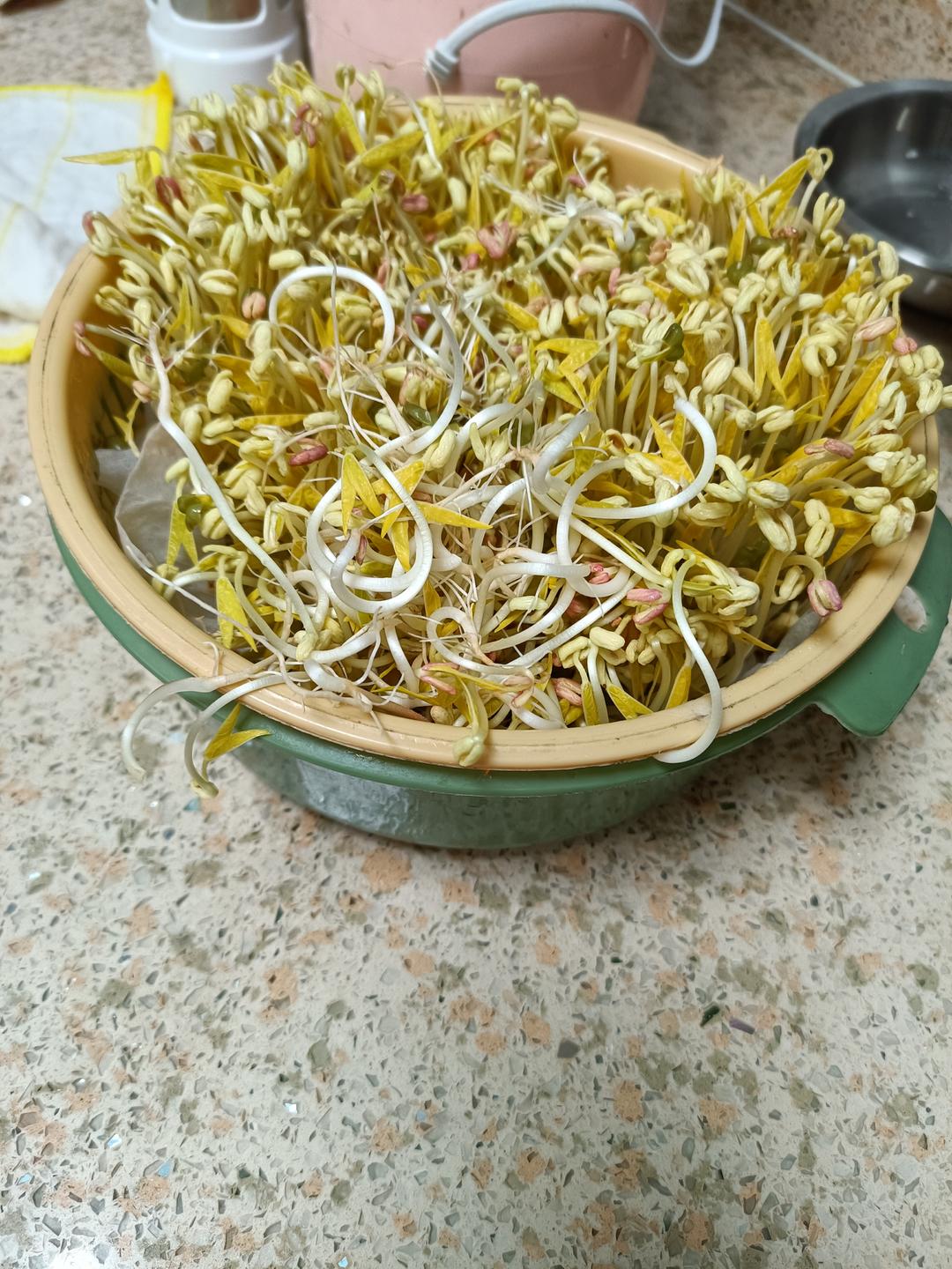 自发豆芽👉👉不用豆芽机版且附操作视频