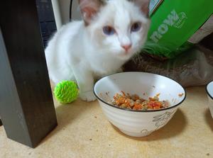 我吃啥猫吃啥｜萝卜豆腐牛腩的做法 步骤2
