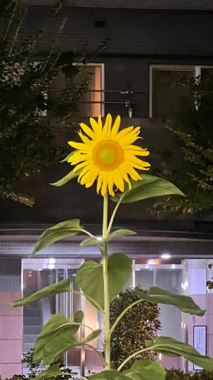 胡了辣椒
