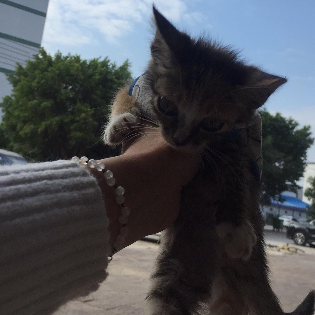 小猫妞