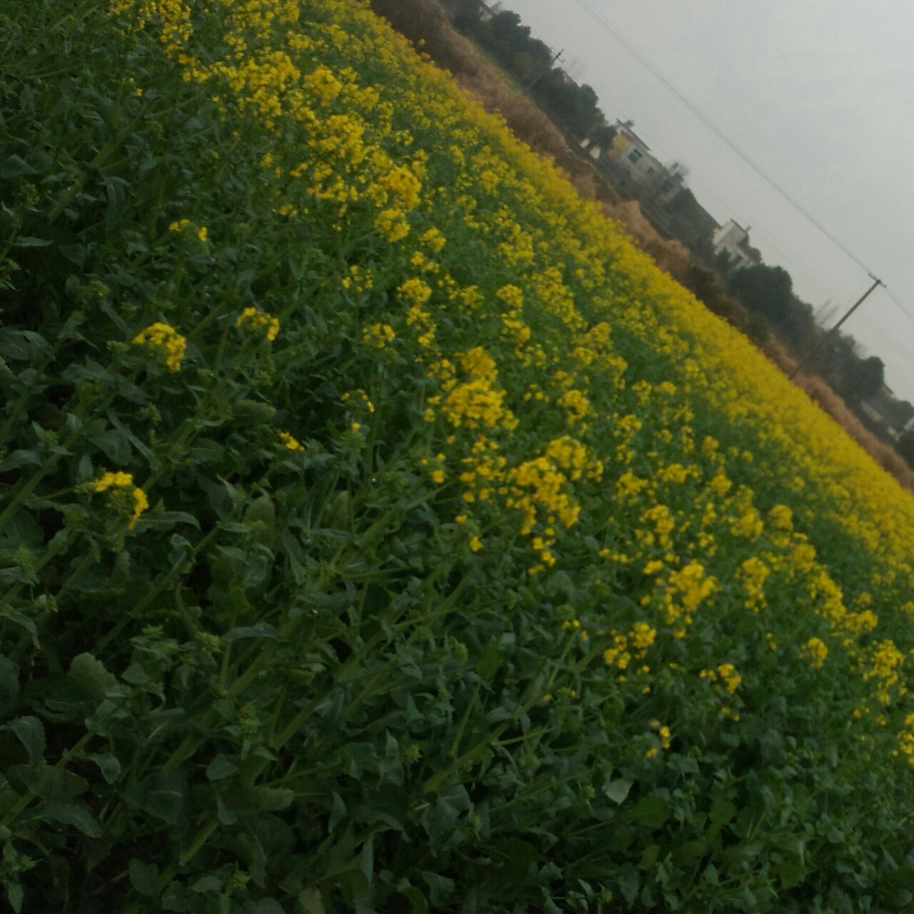 蝶飞舞_4kqj的厨房