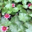 幸福像花儿一样56