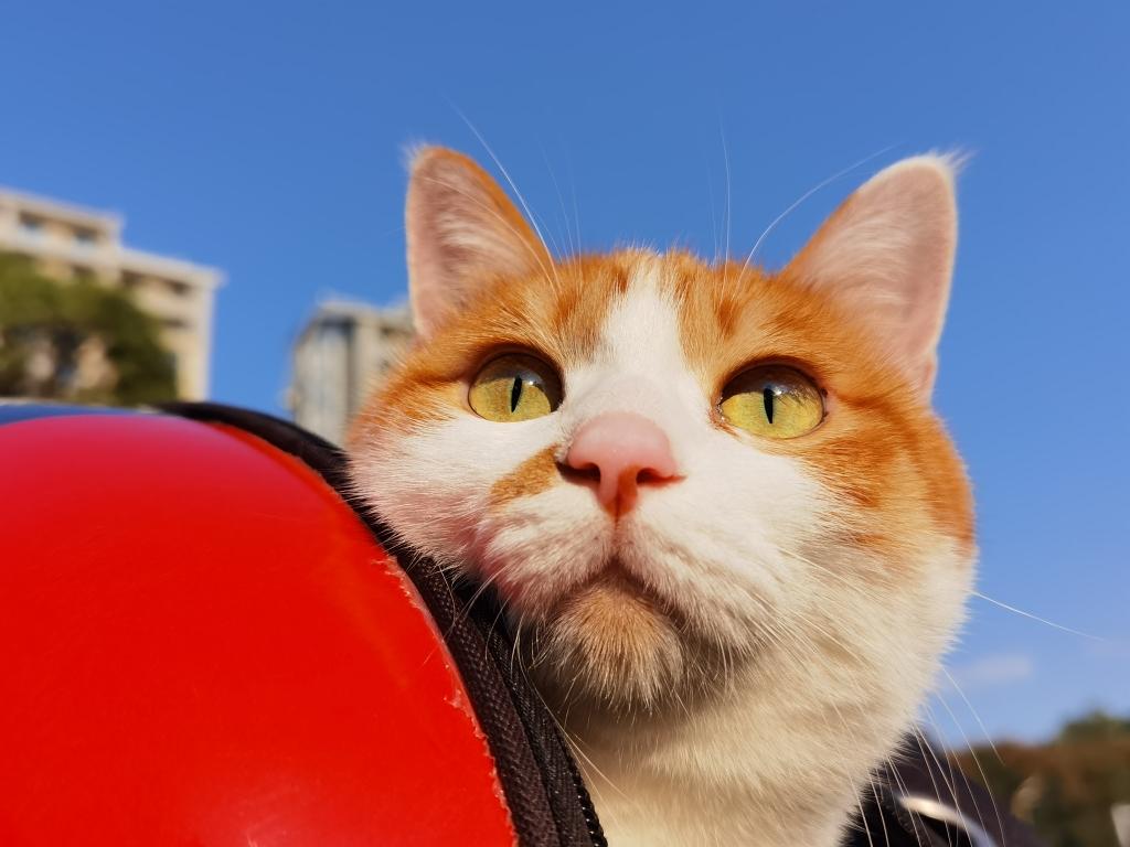 雪花酥和猫咪黄果的做法 步骤14