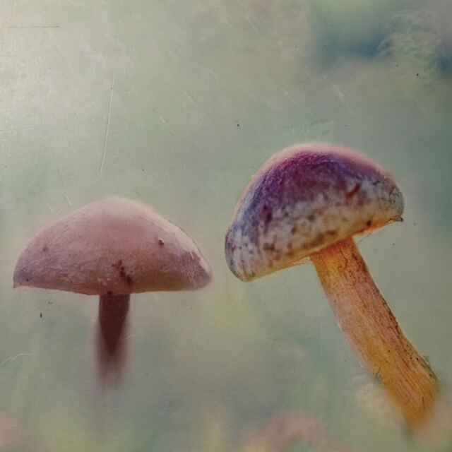 煨雪煮酒