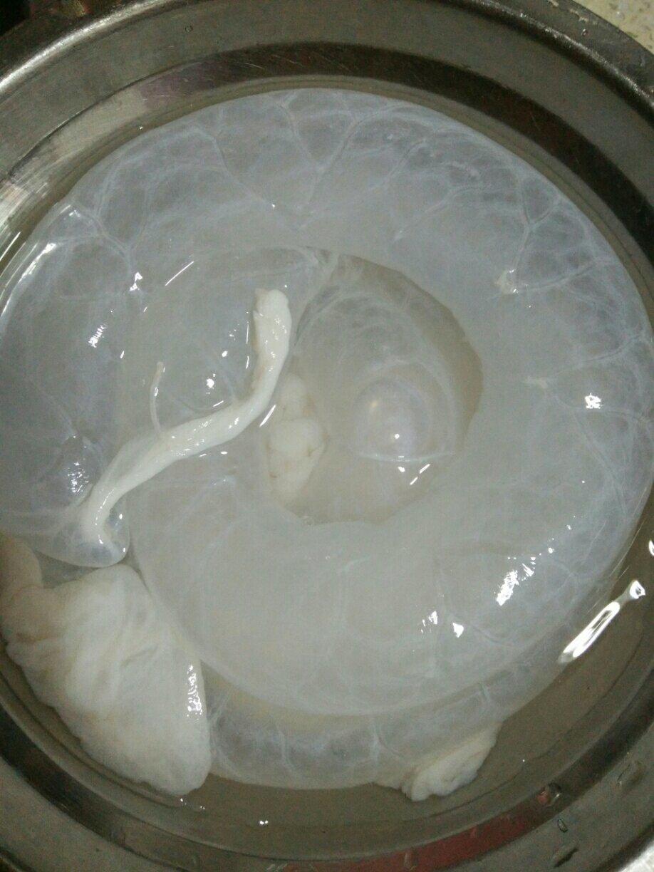 刮肠衣