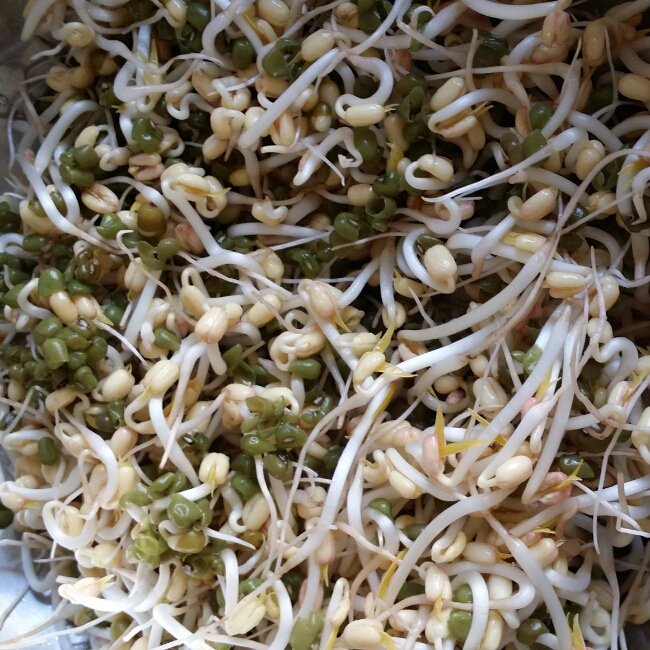 自发绿豆芽