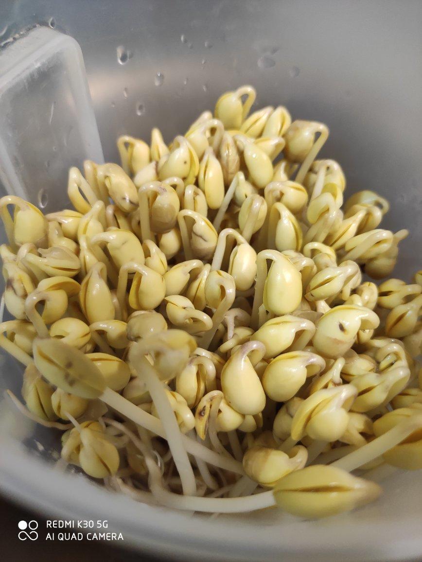 造个神器自发黄豆芽