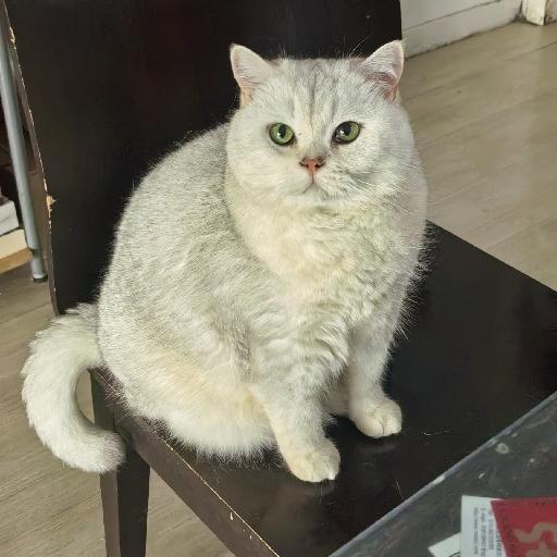 qiu猫儿