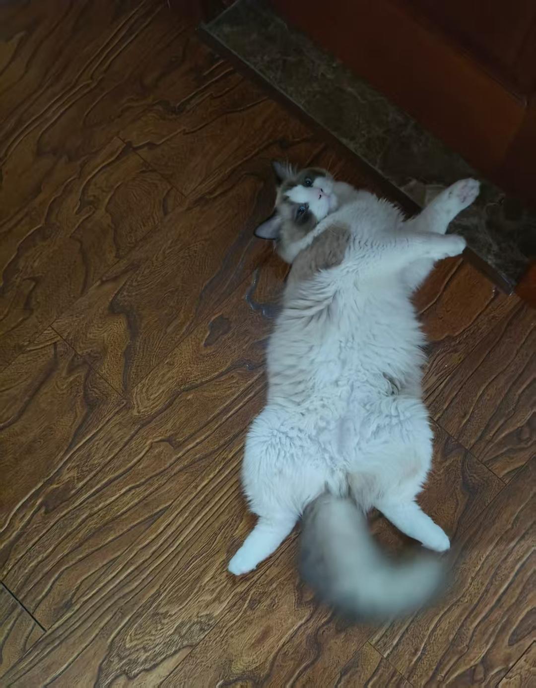 娃娃菜猪肉水饺（改良版）的做法