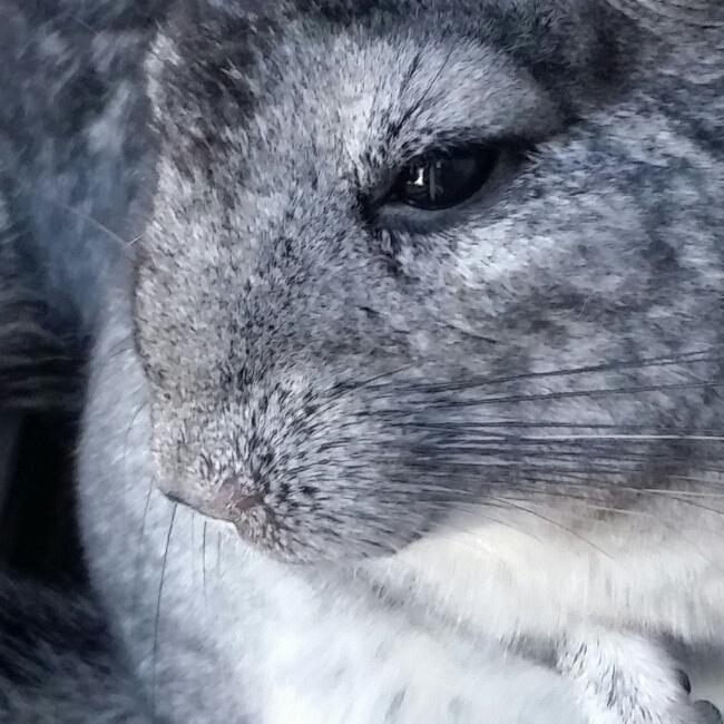 秘密武器酱的做法