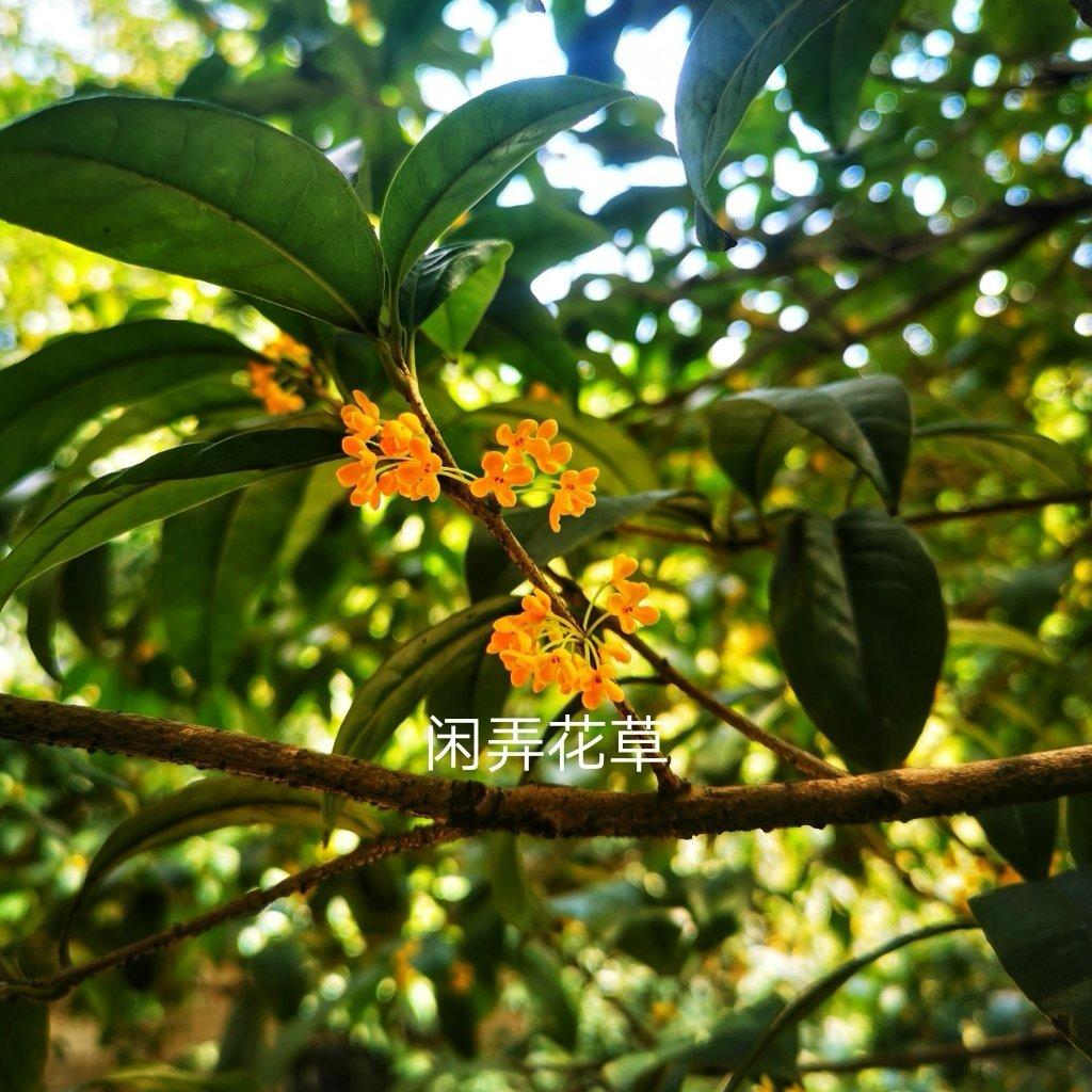 低温烘烤桂花干（历经一年依然金黄如初）