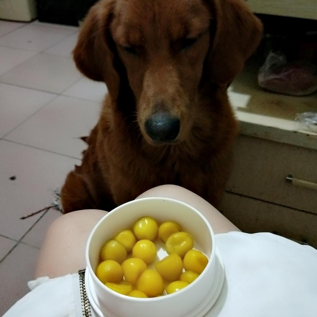 狗狗爱疯了 暖气鹌鹑蛋的做法步骤图 漓宝宝 下厨房