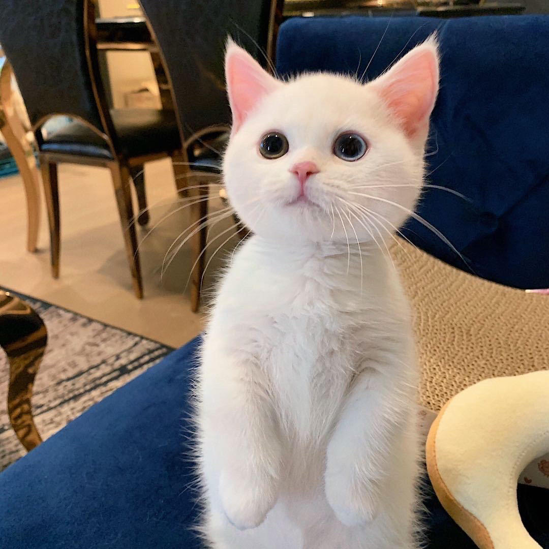 尊贵的小猫