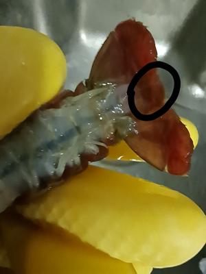 小龙虾之蒜蓉黄油虾球的做法 步骤7