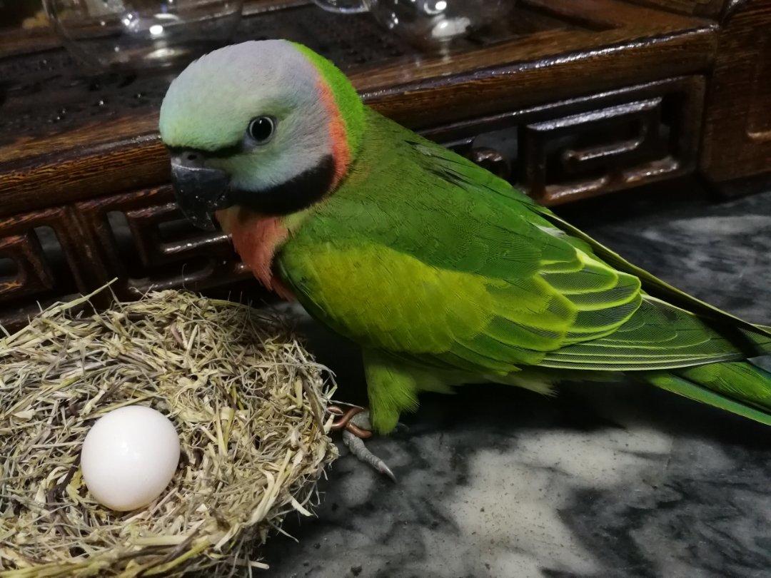 鹌鹑蛋(鸟蛋原创)馒头