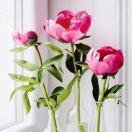 anna_lcz8
