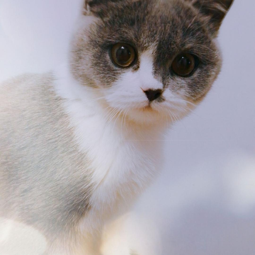 馋猫猫厨房
