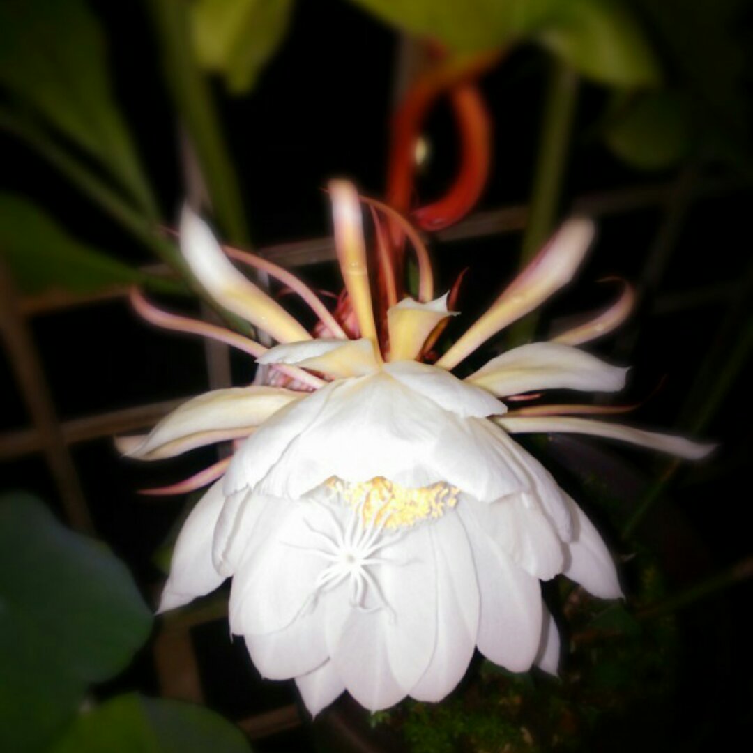 搬一座花园回家