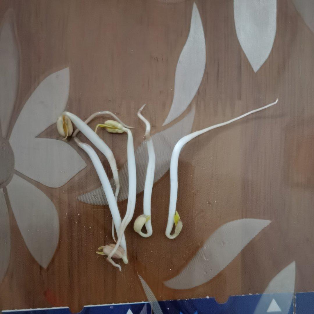自发绿豆芽