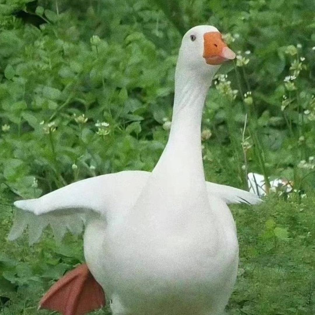 做饭0次_只会泡面