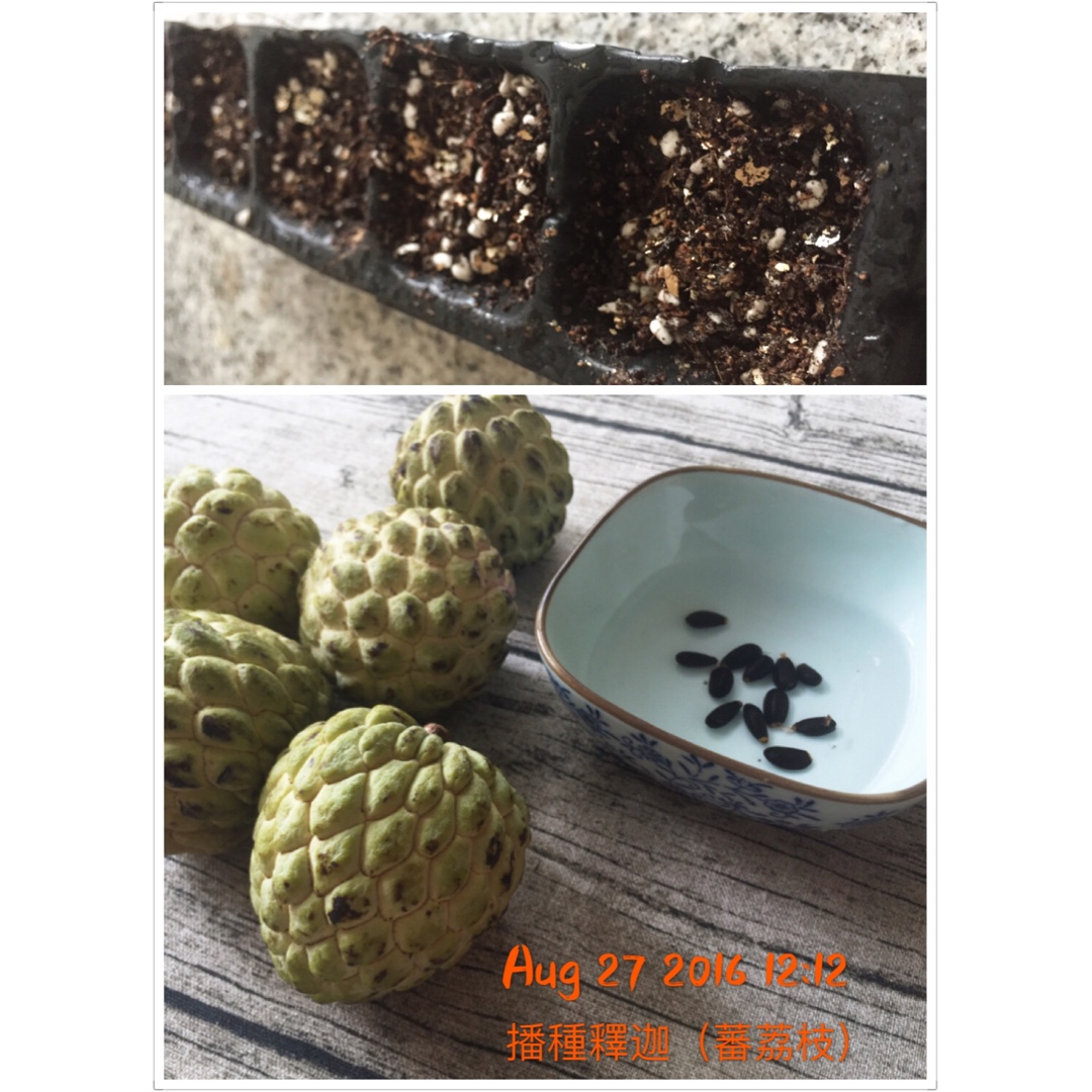 Lisa 香草種植記