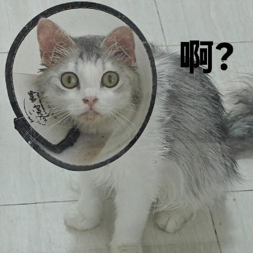白悠