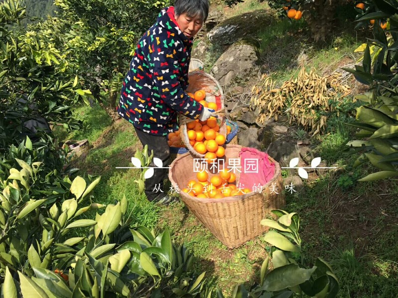 步骤图 不一样的红肉橙的做法 不一样的红肉橙的做法步骤 菜谱 下厨房 步骤图 不一样的红肉橙的做法 不一样的红肉橙的做法步骤 菜谱 下厨房