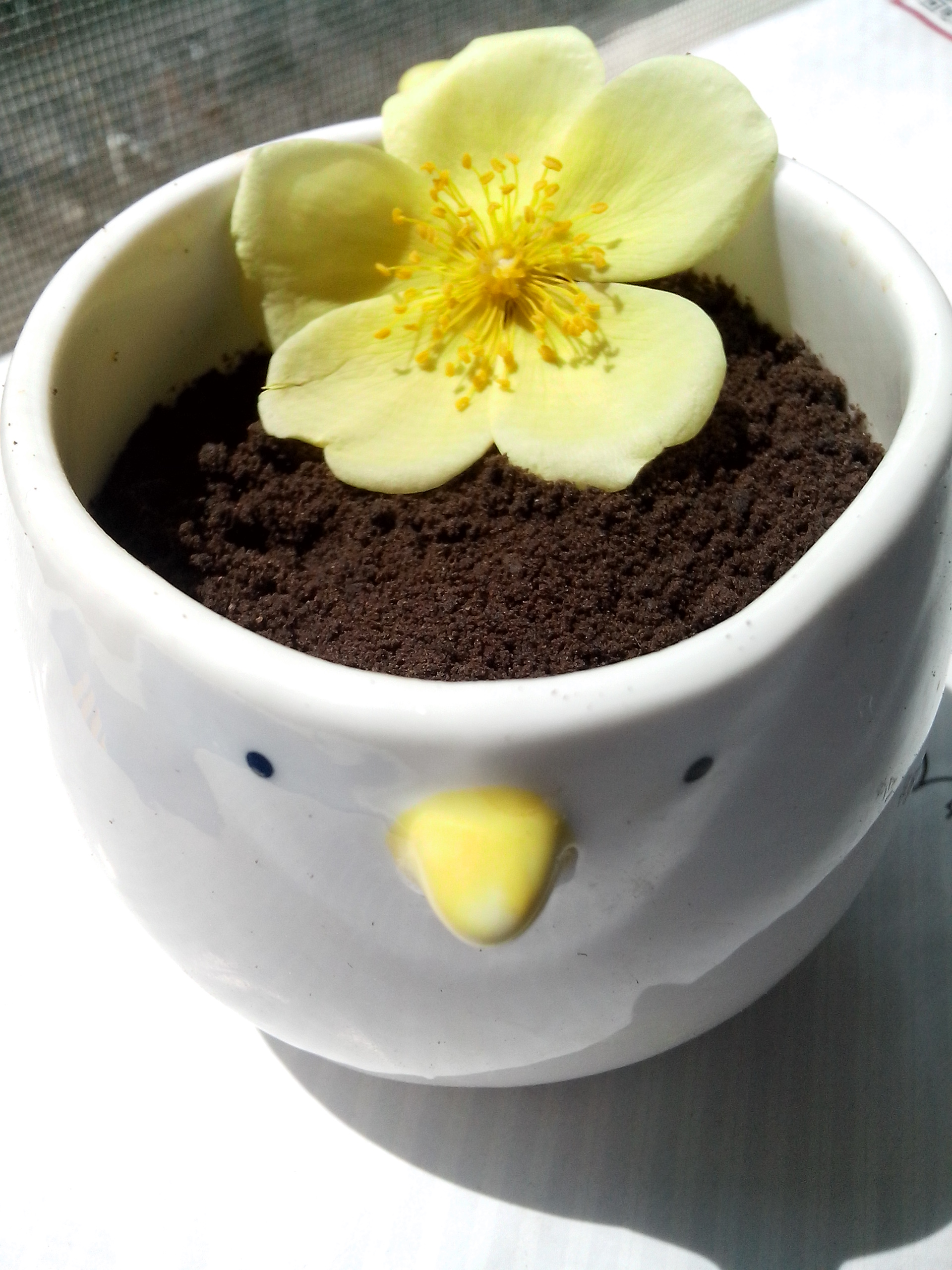 酸奶盆栽/继续延续小清新风/治愈系甜品