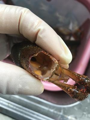 详解如何清理以及辨别小龙虾的做法 步骤15