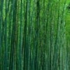 紫虹