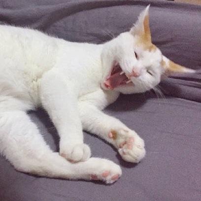 猫甩甩