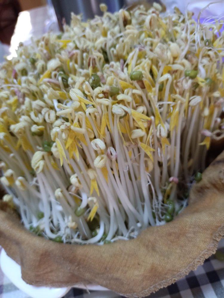 自发绿豆芽/自生豆芽/自制豆芽