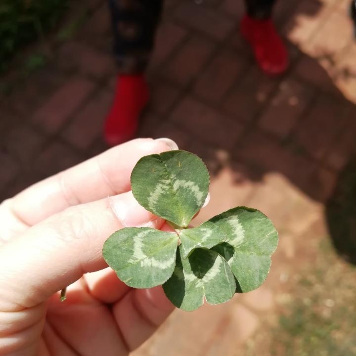 芝芝的暗黑料理
