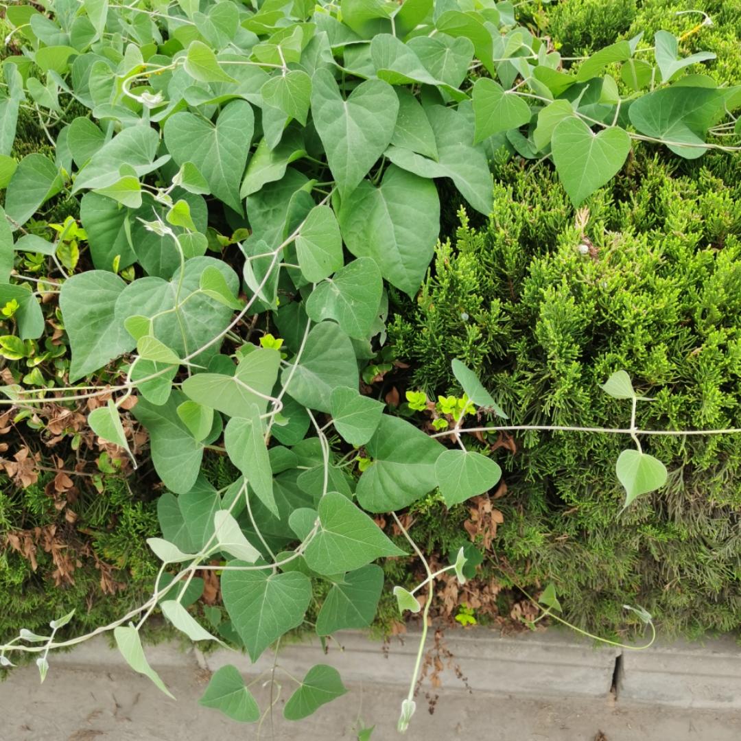 我愿做个好小孩