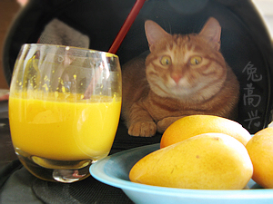 科学健康吸猫---芒果酸奶的做法 步骤10