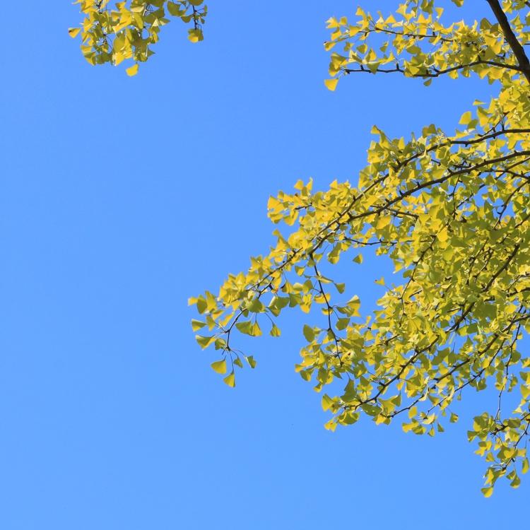 蓝妹妹家的晖哥哥