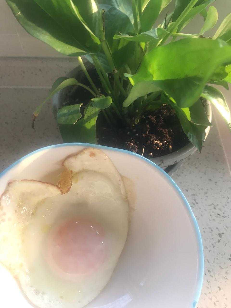 完美太阳蛋养成记（更新啦～）