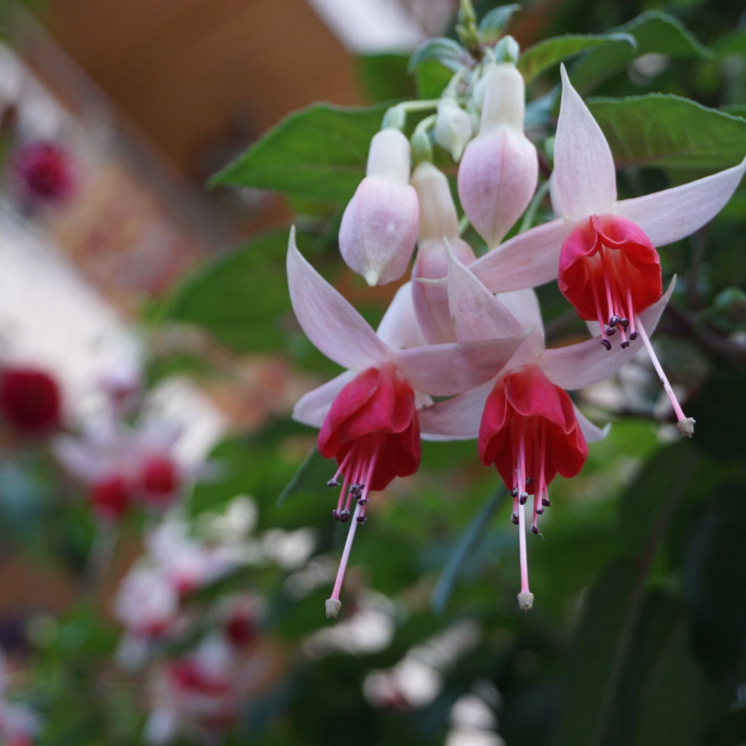 属于下厨房时光花园里最美丽的花儿们