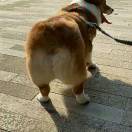 想吃不会做啊啊啊