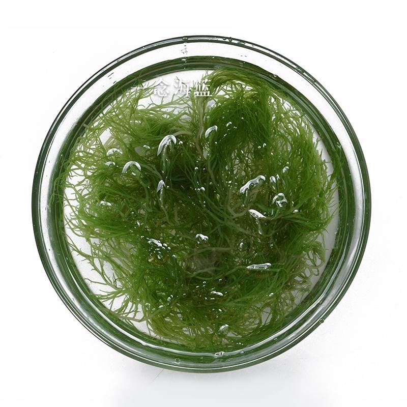 凉拌龙须菜 海藻 的做法步骤图 一念海蓝 下厨房