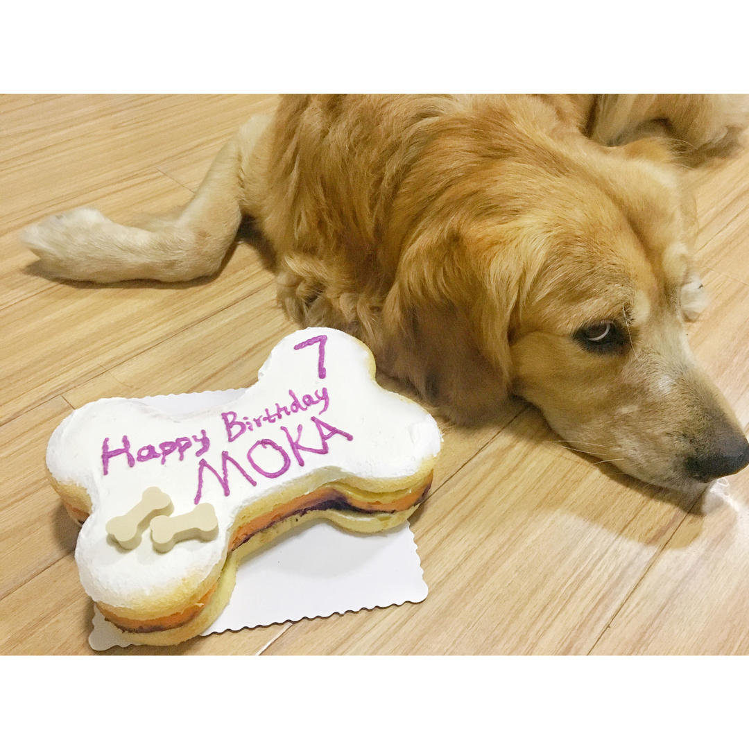 宠物狗狗蛋糕