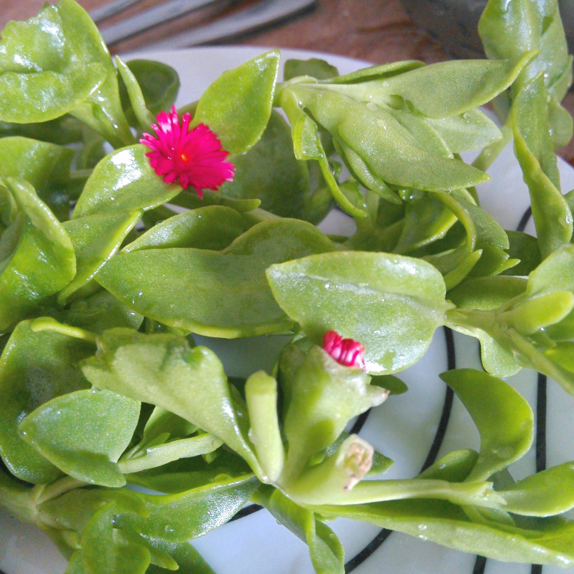 （●´∀｀）ノ♡