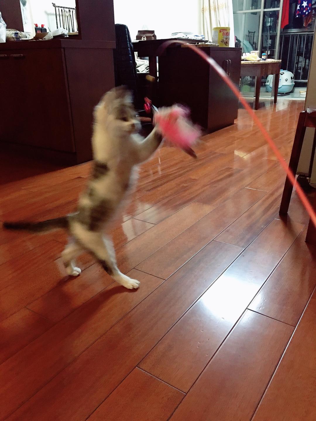 自制毛孩子饭饭（猫粮