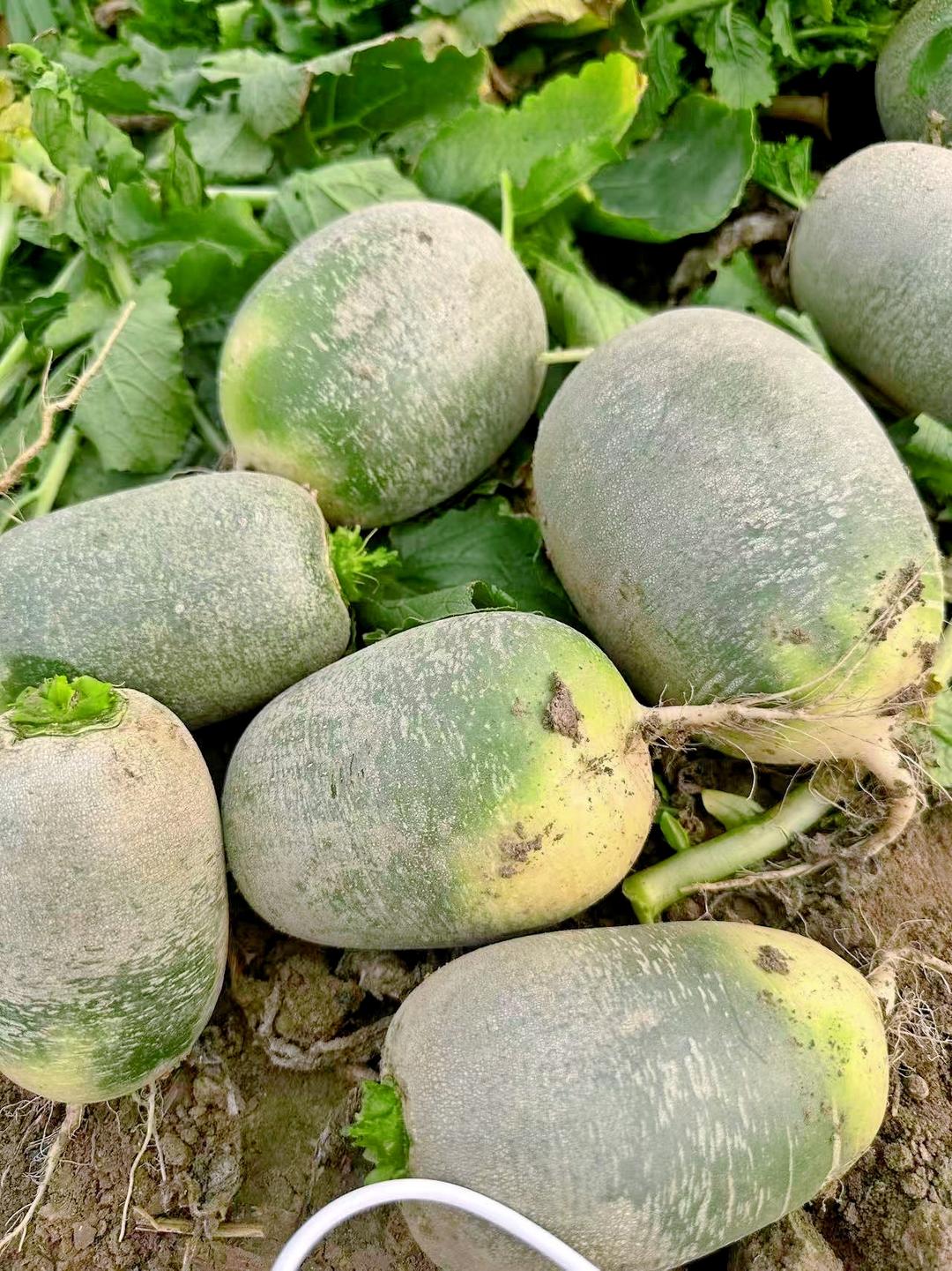 午餐•2025年12月17日