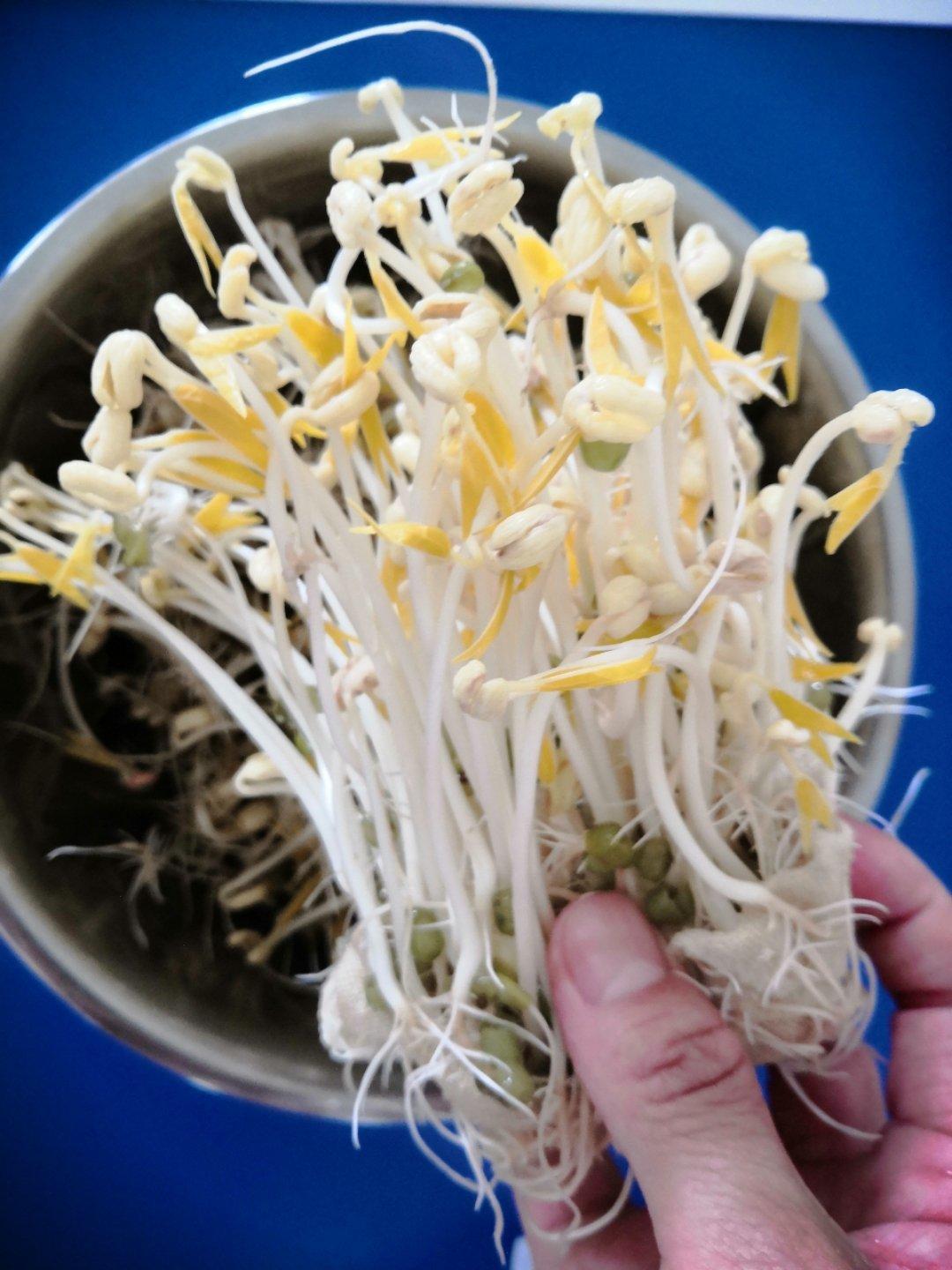 自发豆芽（可乐瓶发豆芽0失败！）