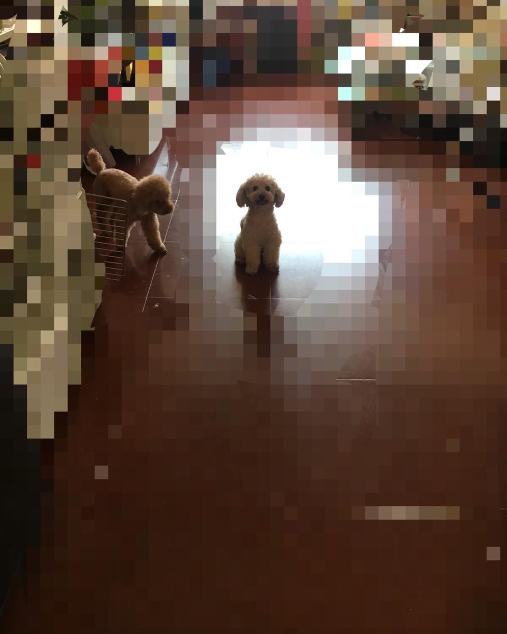 狗狗鲜食——色彩的密码