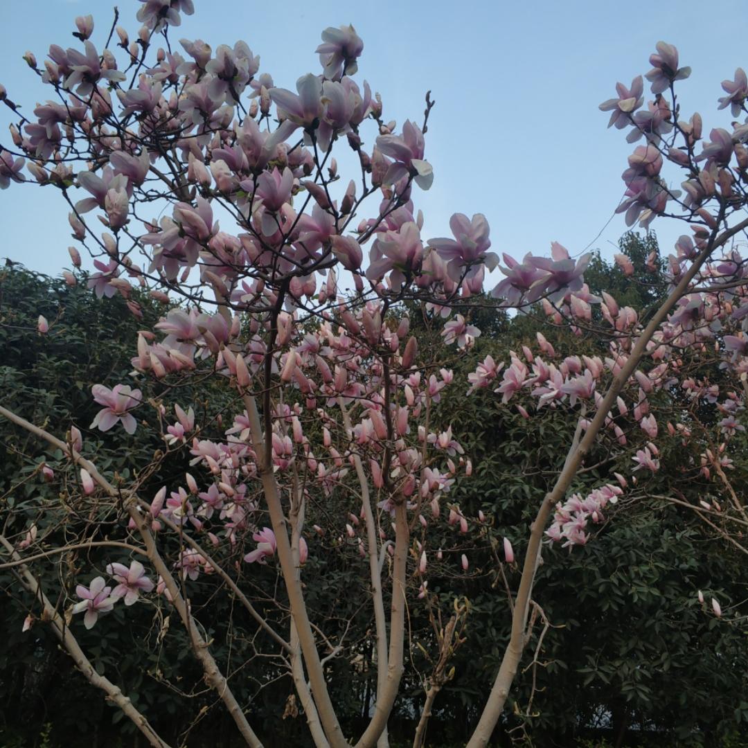小小琮羽毛