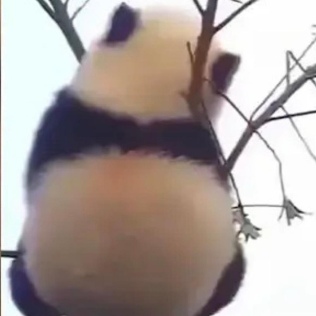 乐乐糖糖吃吃吃