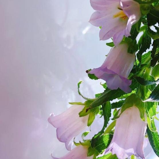 远得要命王国厨娘