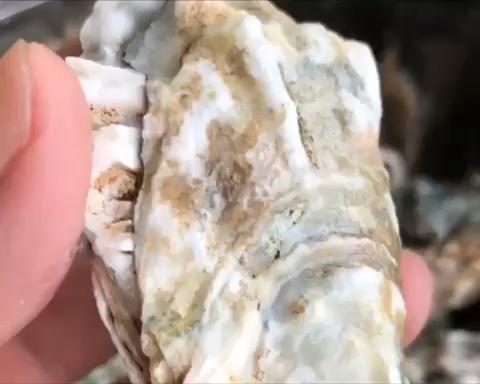 清蒸生蚝其实最简单！不用加蒜蓉，我家三口人这样吃，鲜掉眉毛～